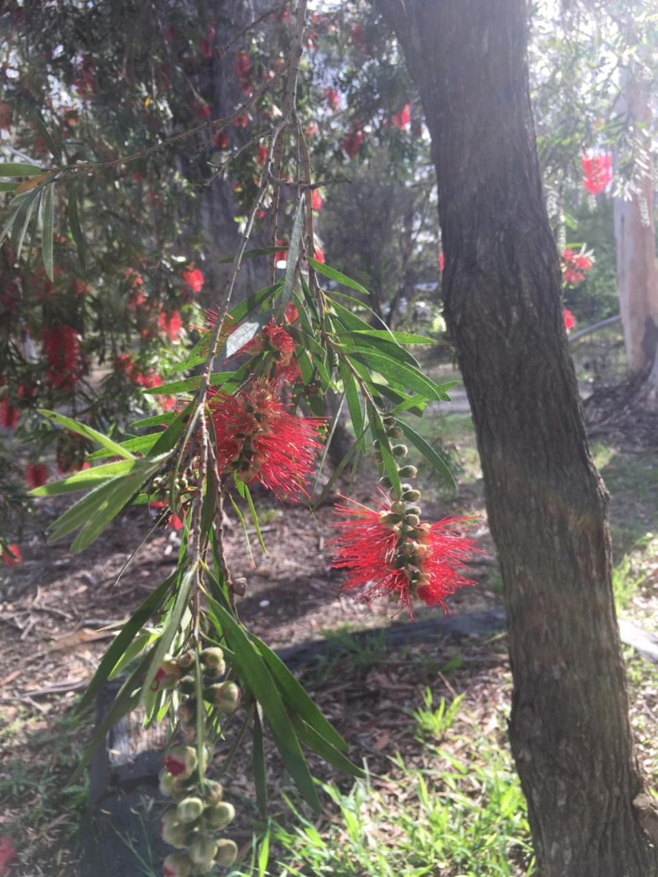 Hunter Valley Retreat Quorrobolong Ngoại thất bức ảnh